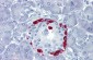 TEAD4 antibody - C-terminal region